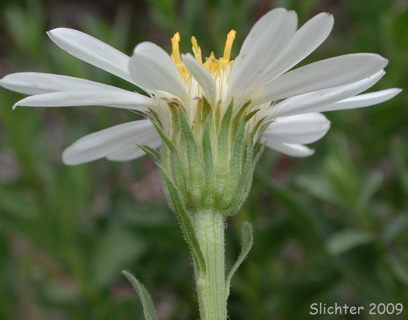 Olympic Mountain Aster: Eucephalus paucicapitatus (Synonym: Aster paucicapitatus)