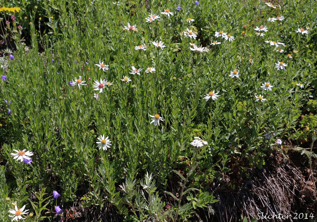 Olympic Mountain Aster: Eucephalus paucicapitatus (Synonym: Aster paucicapitatus)