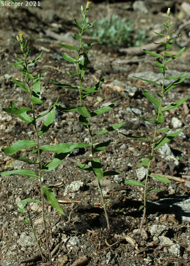 Brickellbush Aster, Hairy Rayless Aster: Eucephalus tomentellus (Synonyms: Aster brickellioides, Aster brickellioides var. brickellioides, Aster eastwoodiae, Aster tomentellus, Eucephalus brickellioides)
