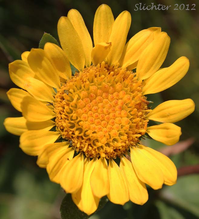 Coastal Gumweed, Oregon Gumplant, Oregon Gumweed: Grindelia stricta var. stricta (Synonyms: Grindelia arenicola, Grindelia integrifolia var. macrophylla, Grindelia stricta ssp. stricta)