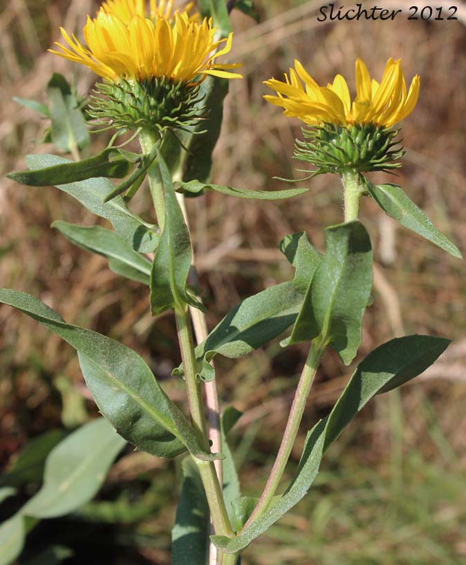 Coastal Gumweed, Oregon Gumplant, Oregon Gumweed: Grindelia stricta var. stricta (Synonyms: Grindelia arenicola, Grindelia integrifolia var. macrophylla, Grindelia stricta ssp. stricta)