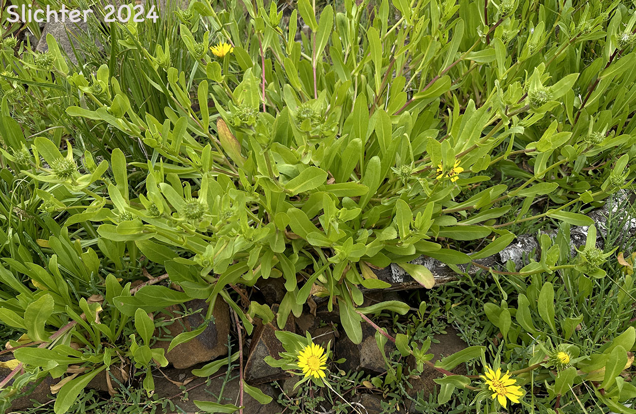 Coastal Gumweed, Oregon Gumplant, Oregon Gumweed: Grindelia stricta var. stricta (Synonyms: Grindelia arenicola, Grindelia integrifolia var. macrophylla, Grindelia stricta ssp. stricta)