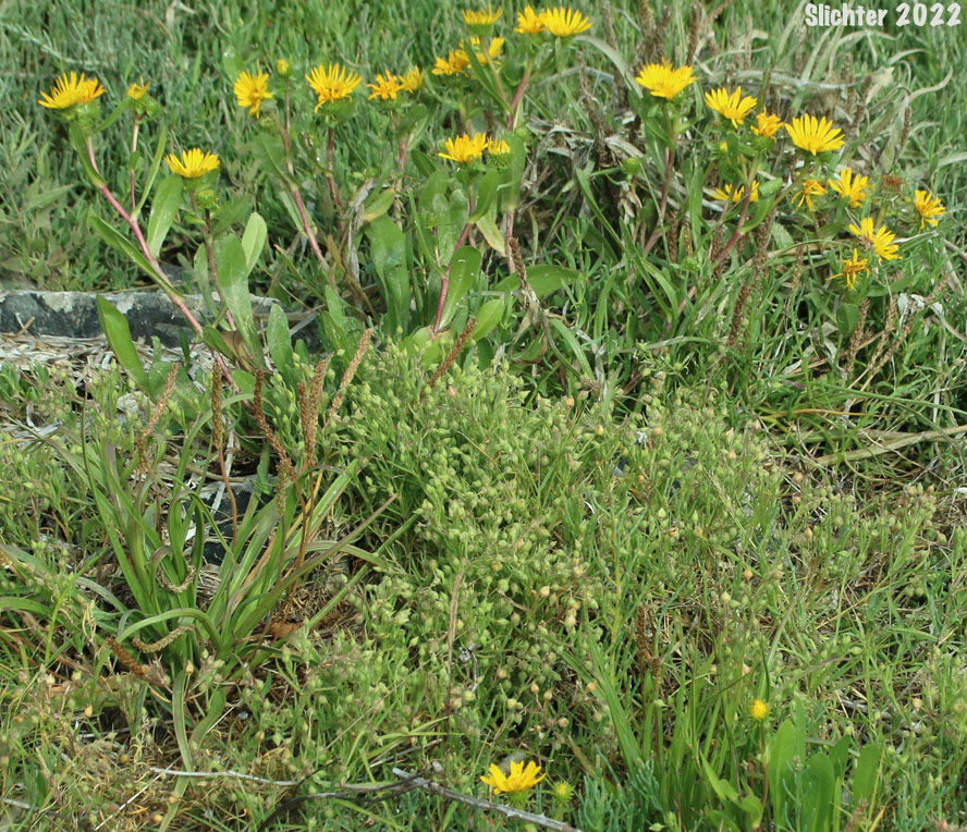 Coastal Gumweed, Oregon Gumplant, Oregon Gumweed: Grindelia stricta var. stricta (Synonyms: Grindelia arenicola, Grindelia integrifolia var. macrophylla, Grindelia stricta ssp. stricta)