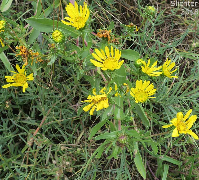 Coastal Gumweed, Oregon Gumplant, Oregon Gumweed: Grindelia stricta var. stricta (Synonyms: Grindelia arenicola, Grindelia integrifolia var. macrophylla, Grindelia stricta ssp. stricta)