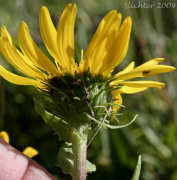 Involucral bracts of Coastal Gumweed, Oregon Gumplant, Oregon Gumweed: Grindelia stricta var. stricta (Synonyms: Grindelia arenicola, Grindelia integrifolia var. macrophylla, Grindelia stricta ssp. stricta)