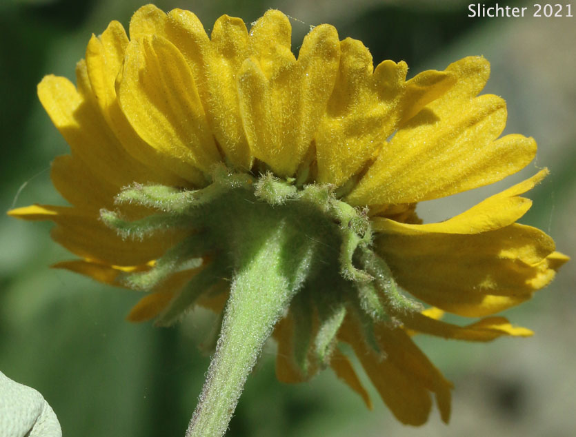 Bigelow's Sneezeweed, Tall Sneezeweed: Helenium bigelovii