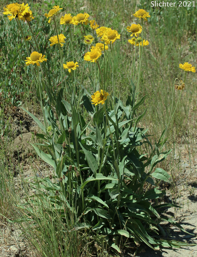 Bigelow's Sneezeweed, Tall Sneezeweed: Helenium bigelovii