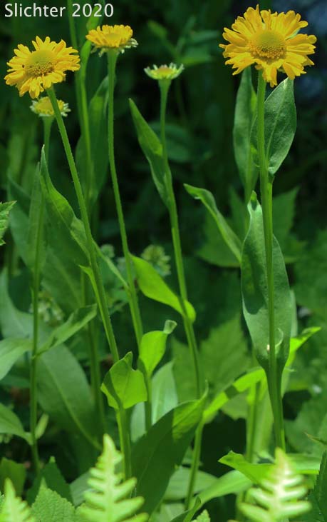 Bigelow's Sneezeweed, Tall Sneezeweed: Helenium bigelovii