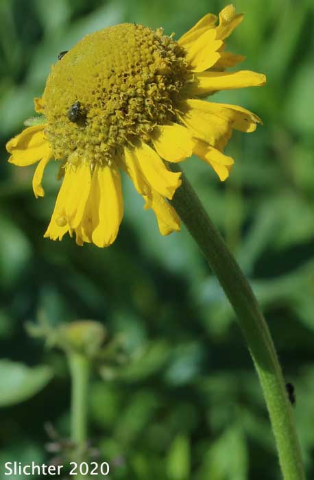 Bigelow's Sneezeweed, Tall Sneezeweed: Helenium bigelovii