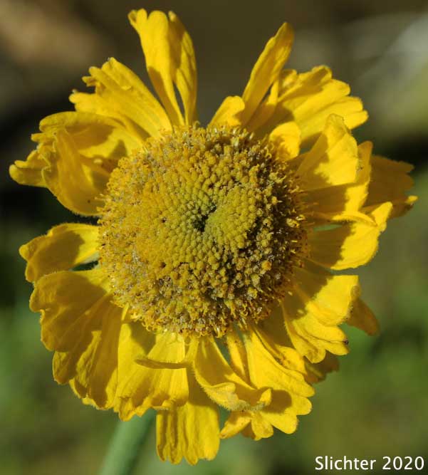 Flower head of Bigelow's Sneezeweed, Tall Sneezeweed: Helenium bigelovii