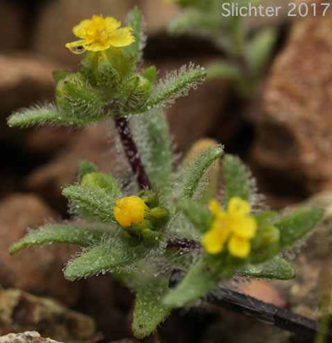 Least Tarweed, Miniature Tarweed, Opposite-leaved Tarweed, Smallhead Tarweed, Small-head Tarweed, Small-headed Tarweed: Hemizonella minima (Synonyms: Hemizonia minima, Madia minima)