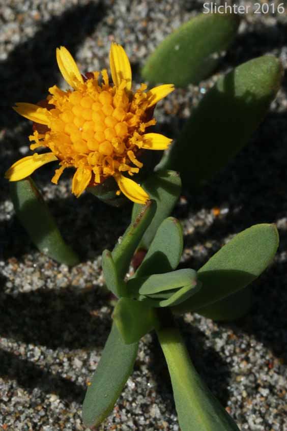 Fleshy Jaumea, Marsh Jaumea: Jaumea carnosa (Synonym: Coinogyne carnosa)