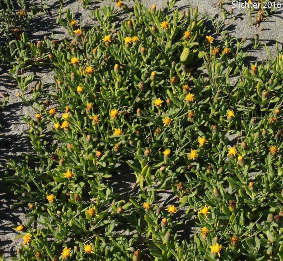 Fleshy Jaumea, Marsh Jaumea: Jaumea carnosa (Synonym: Coinogyne carnosa)