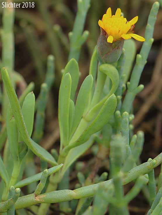 Fleshy Jaumea, Marsh Jaumea: Jaumea carnosa (Synonym: Coinogyne carnosa)