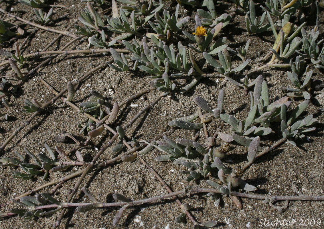 Fleshy Jaumea, Marsh Jaumea: Jaumea carnosa (Synonym: Coinogyne carnosa)