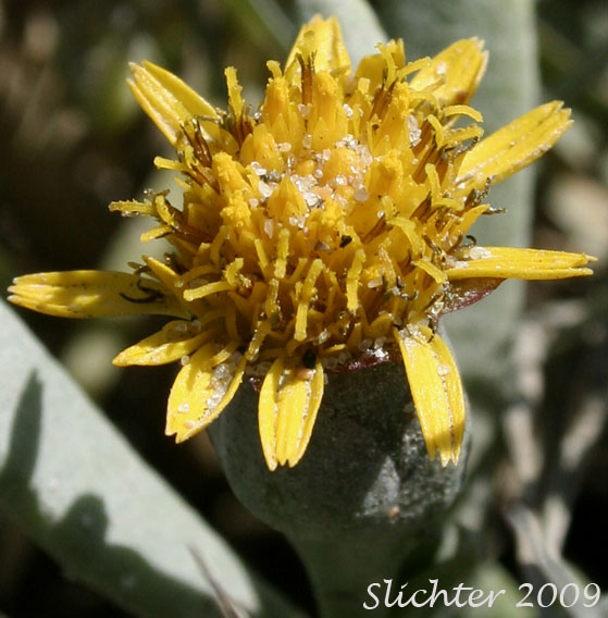 Flower head of Fleshy Jaumea, Marsh Jaumea: Jaumea carnosa (Synonym: Coinogyne carnosa)