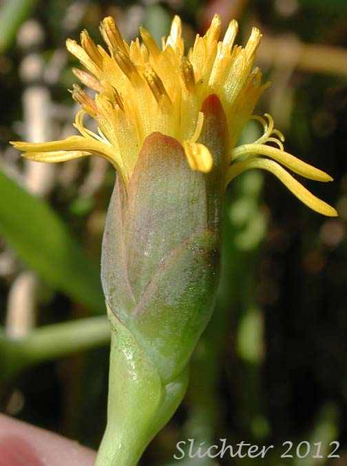 Involucral bracts of Fleshy Jaumea, Marsh Jaumea: Jaumea carnosa (Synonym: Coinogyne carnosa)