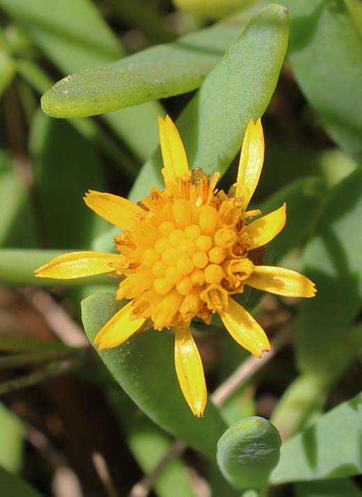 Fleshy Jaumea, Marsh Jaumea: Jaumea carnosa (Synonym: Coinogyne carnosa)