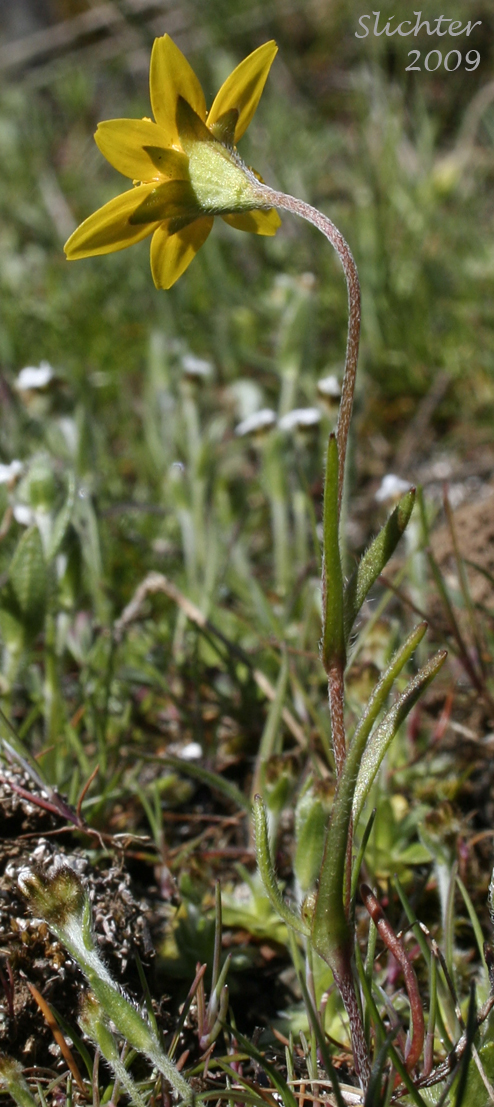 California Goldfields, Slender Goldfields: Lasthenia californica ssp. californica (Synonyms: Baeria chrysostoma, Baeria chrysostoma ssp. chrysostoma, Baeria chrysostoma ssp. gracilis, Baeria chrysostoma var. gracilis, Lasthenia chrysostoma)