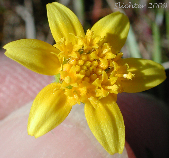 California Goldfields, Slender Goldfields: Lasthenia californica ssp. californica (Synonyms: Baeria chrysostoma, Baeria chrysostoma ssp. chrysostoma, Baeria chrysostoma ssp. gracilis, Baeria chrysostoma var. gracilis, Lasthenia chrysostoma)