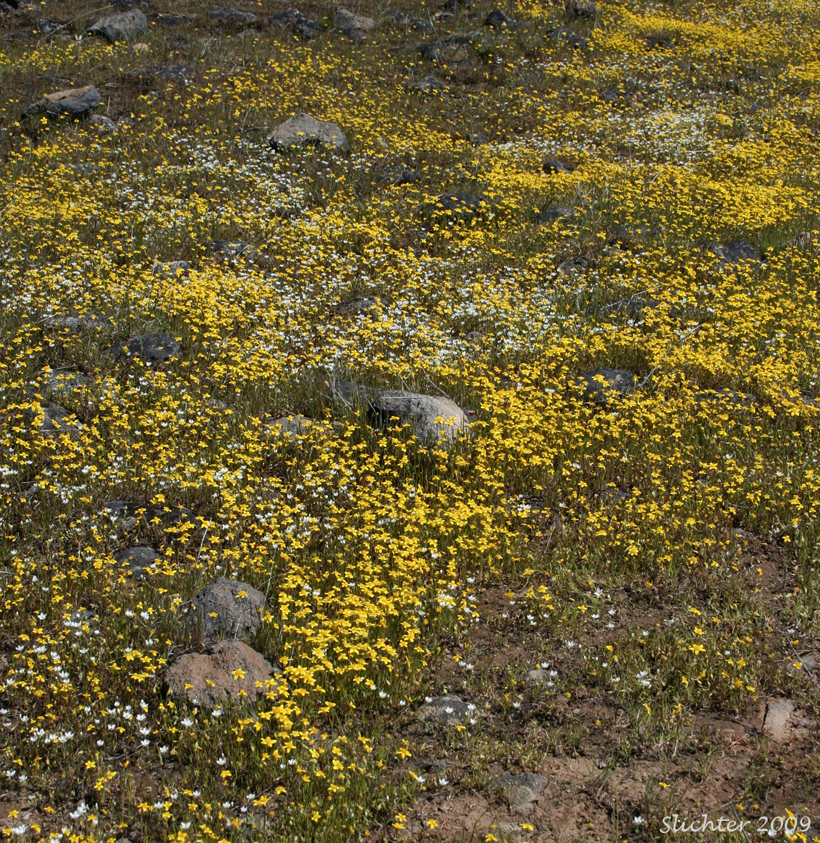 California Goldfields, Slender Goldfields: Lasthenia californica ssp. californica (Synonyms: Baeria chrysostoma, Baeria chrysostoma ssp. chrysostoma, Baeria chrysostoma ssp. gracilis, Baeria chrysostoma var. gracilis, Lasthenia chrysostoma)