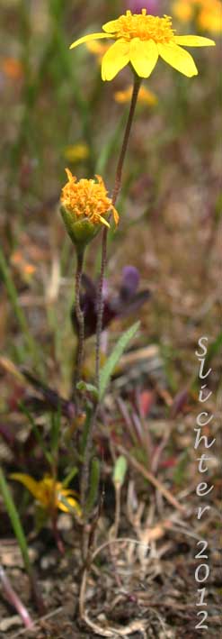 California Goldfields, Slender Goldfields: Lasthenia californica ssp. californica (Synonyms: Baeria chrysostoma, Baeria chrysostoma ssp. chrysostoma, Baeria chrysostoma ssp. gracilis, Baeria chrysostoma var. gracilis, Lasthenia chrysostoma)