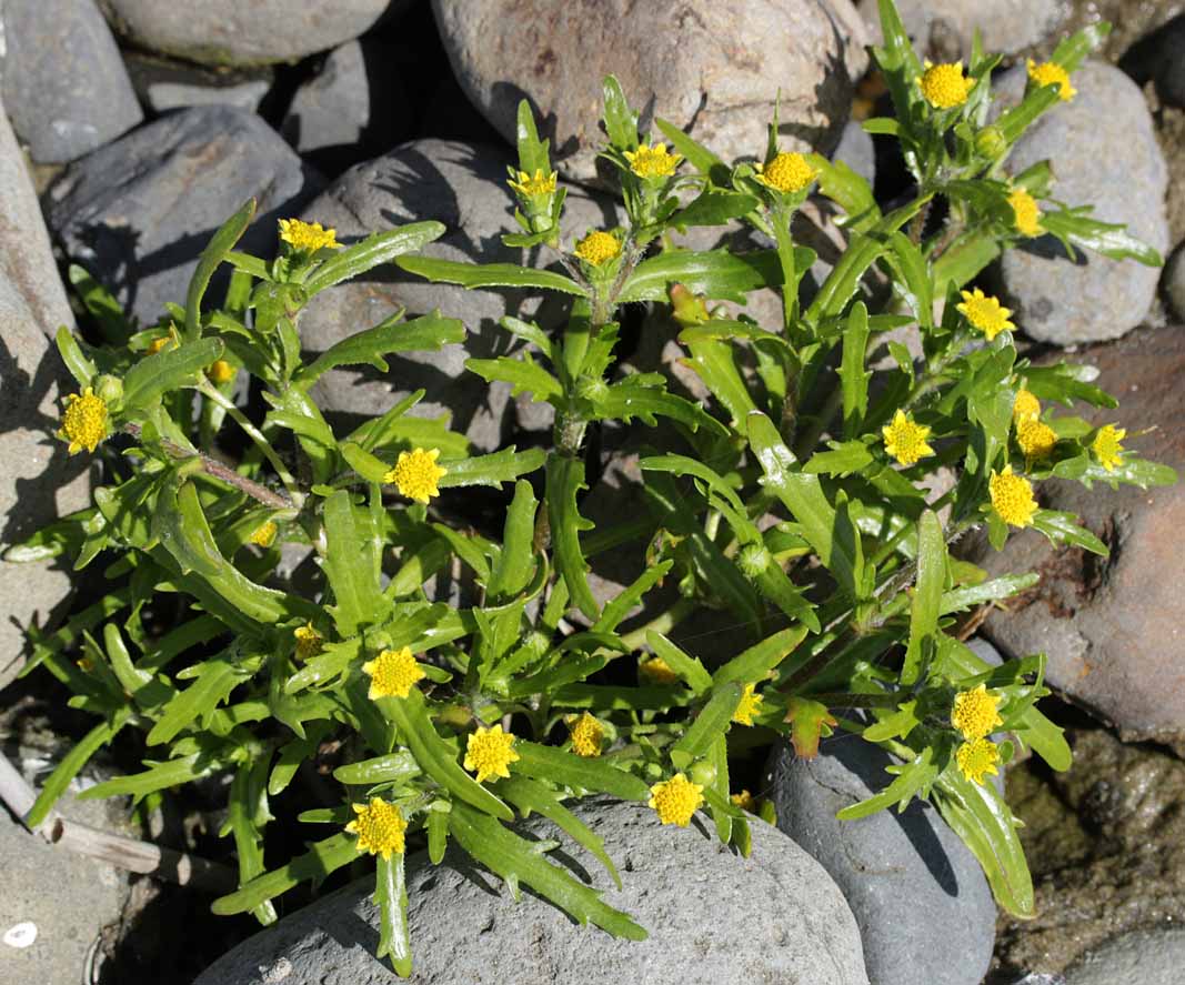 Maritime Goldfields, Seaside Goldfields: Lasthenia maritima (Synonyms: Baeria maritima, Baeria minor ssp. maritima, Lasthenia minor, Lasthenia minor var. maritima)