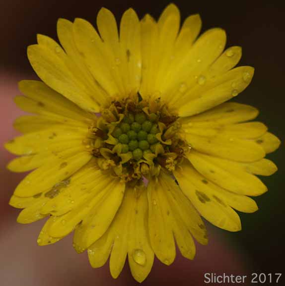 Autumn Showy Tarweed, Common Madia, Showy Tarweed: Madia elegans (Synonyms: Madia elegans ssp. densiflora, Madia elegans ssp. elegans, Madia elegans ssp. vernalis, Madia elegans var. densifolia, Madia elegans var. elegans)