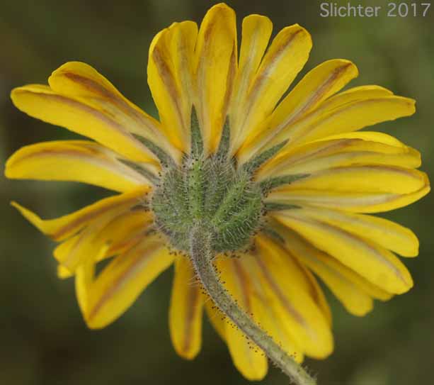 Involucral bracts of Autumn Showy Tarweed, Common Madia, Showy Tarweed: Madia elegans (Synonyms: Madia elegans ssp. densiflora, Madia elegans ssp. elegans, Madia elegans ssp. vernalis, Madia elegans var. densifolia, Madia elegans var. elegans)