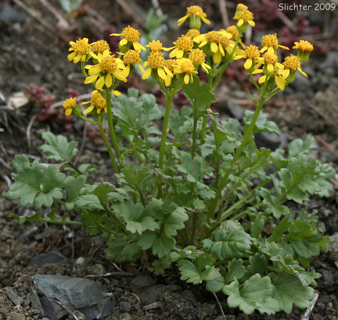Flett's Ragwort, Flett's Groundsel: Packera flettii (Synonym: Senecio flettii)
