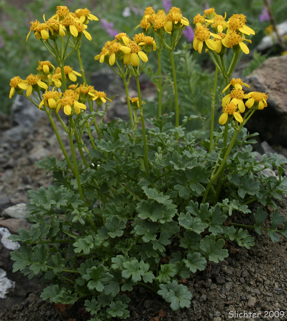 Flett's Ragwort, Flett's Groundsel: Packera flettii (Synonym: Senecio flettii)