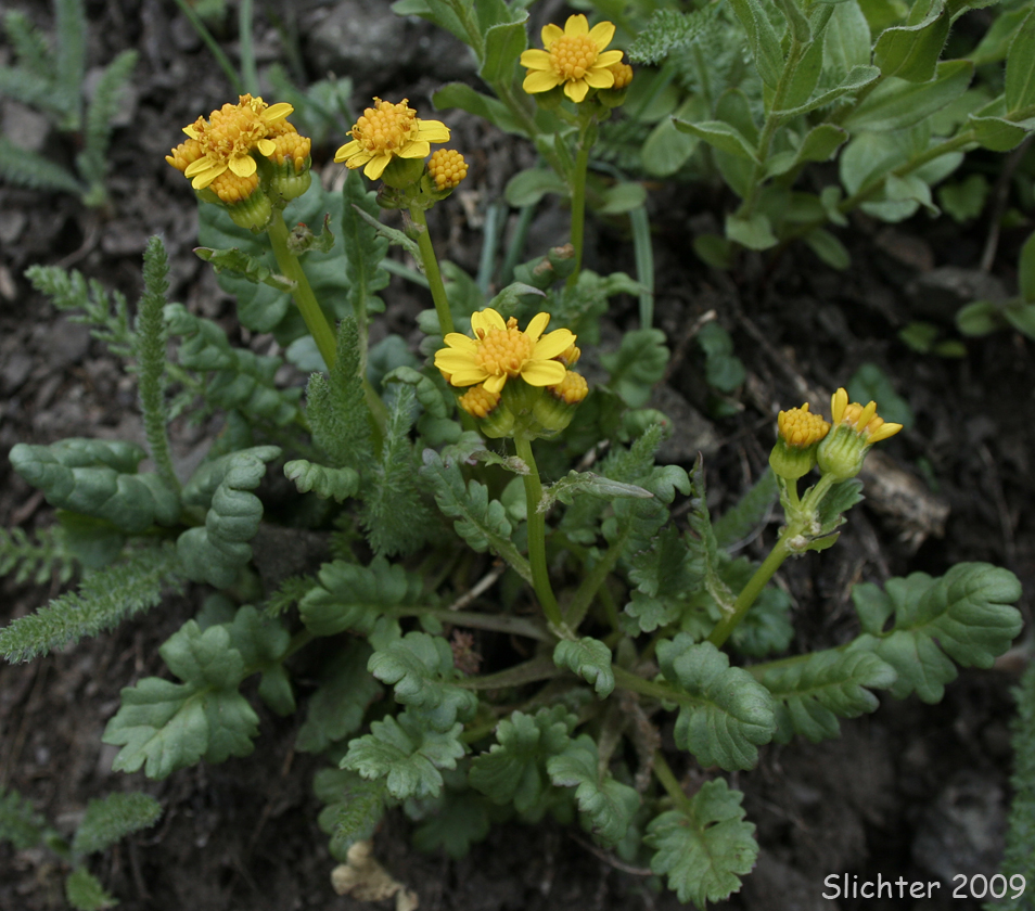 Flett's Ragwort, Flett's Groundsel: Packera flettii (Synonym: Senecio flettii)