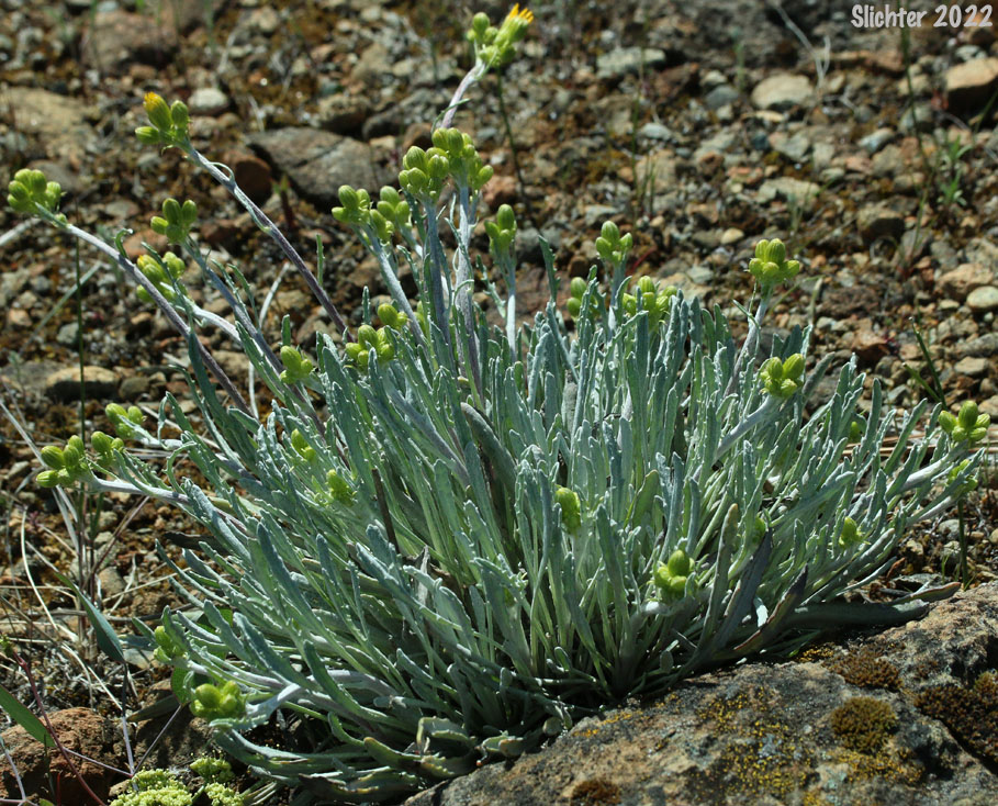 Long-rayed Groundsel, Macoun's Groundsel, Puget Butterweed, Siskiyou Mountain Ragwort, Siskiyou Mountains Ragwort: Packera macounii (Synonyms: Senecio fastigatus, Senecio macounii)