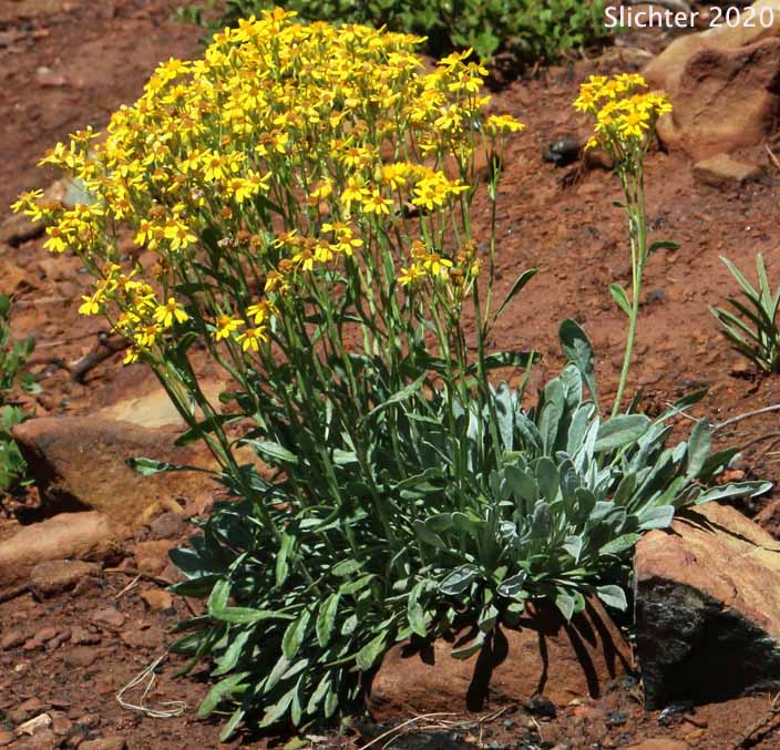 Long-rayed Groundsel, Macoun's Groundsel, Puget Butterweed, Siskiyou Mountain Ragwort, Siskiyou Mountains Ragwort: Packera macounii (Synonyms: Senecio fastigatus, Senecio macounii)