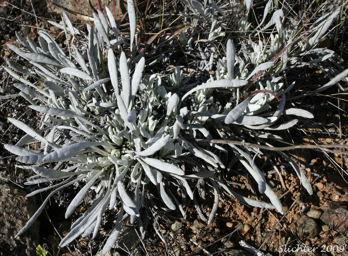 Leaves of Long-rayed Groundsel, Macoun's Groundsel, Puget Butterweed, Siskiyou Mountain Ragwort, Siskiyou Mountains Ragwort: Packera macounii (Synonyms: Senecio fastigatus, Senecio macounii)