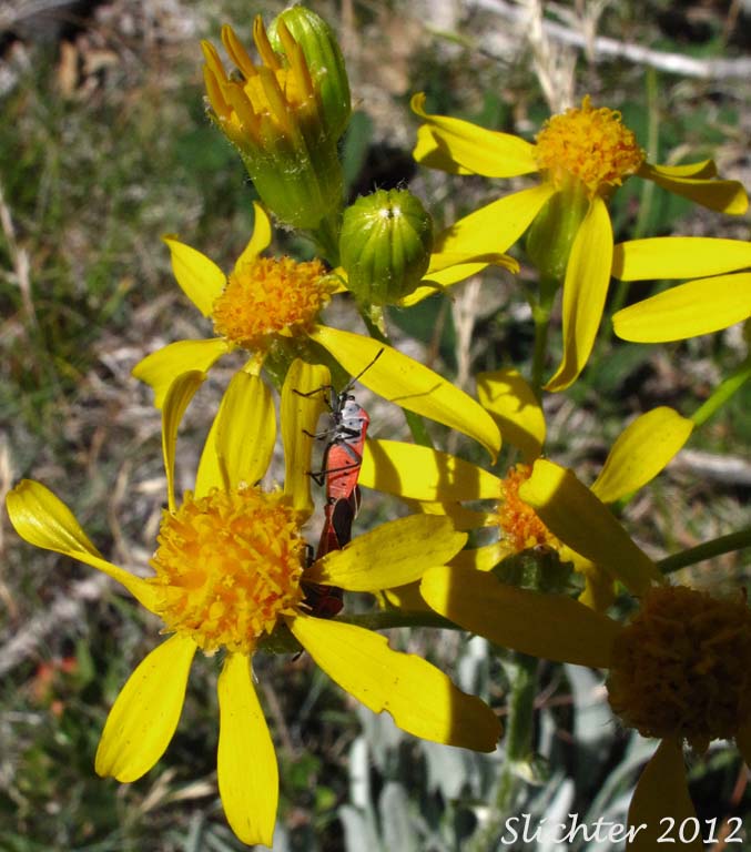 Inflorescence of Long-rayed Groundsel, Macoun's Groundsel, Puget Butterweed, Siskiyou Mountain Ragwort, Siskiyou Mountains Ragwort: Packera macounii (Synonyms: Senecio fastigatus, Senecio macounii)