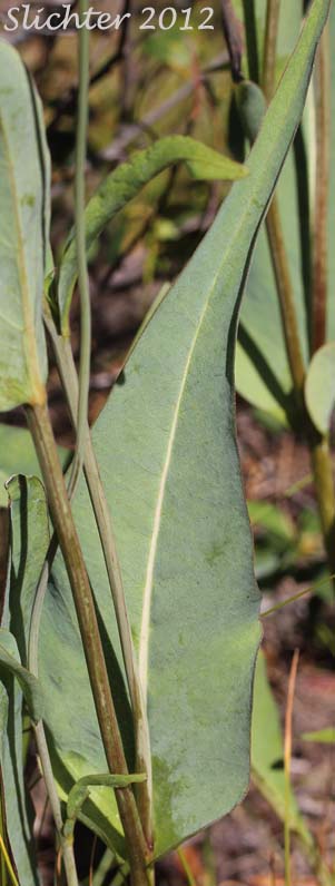 Stem leaf of California Coneflower, Waxy Coneflower: Rudbeckia glaucescens (Synonyms: Rudbecckia californica, Rudbeckia californica var. glauca)