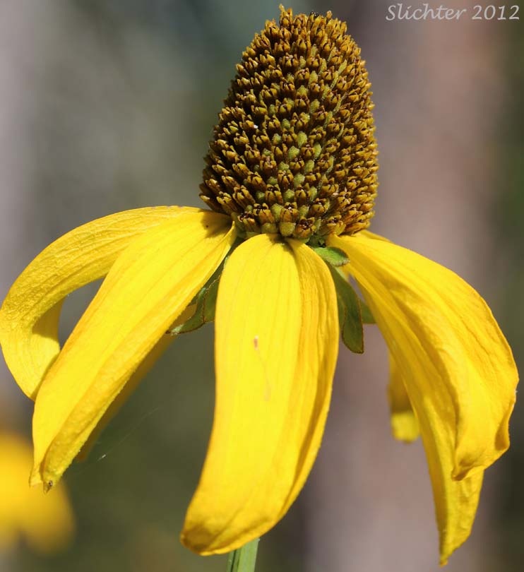 Flower head of California Coneflower, Waxy Coneflower: Rudbeckia glaucescens (Synonyms: Rudbecckia californica, Rudbeckia californica var. glauca)