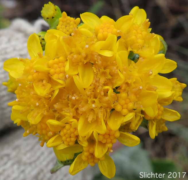Inflorescence of Columbia Ragwort, Lambstongue, Lambstongue Groundsel, Lambs-tongue Groundsel, One-stemmed Butterweed, Tall Western Groundsel: Senecio integerrimus var. exaltatus (Synonyms: Senecio integerrimus var. vaseyi, Senecio vaseyi)