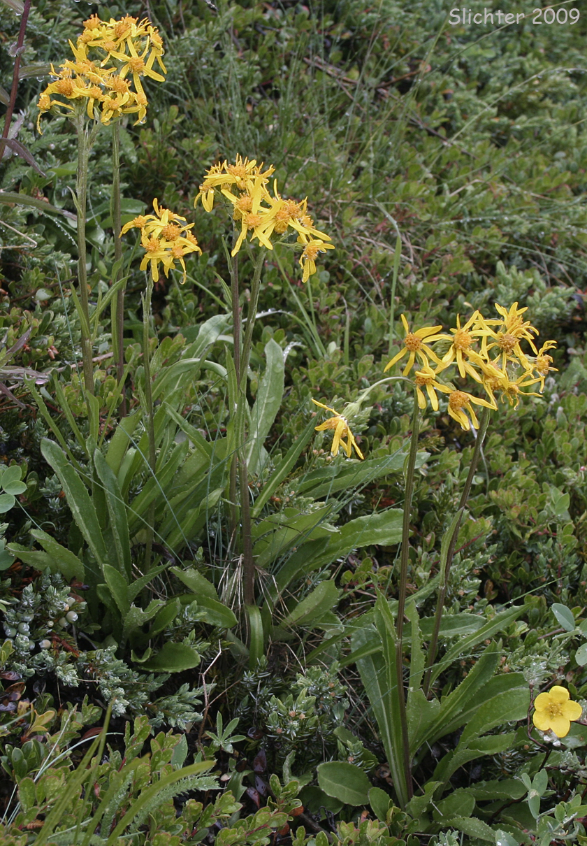 Small Blacktip Ragwort, Black-tipped Groundsel: Senecio lugens (Synonym: Senecio integerrimus var. lugens)