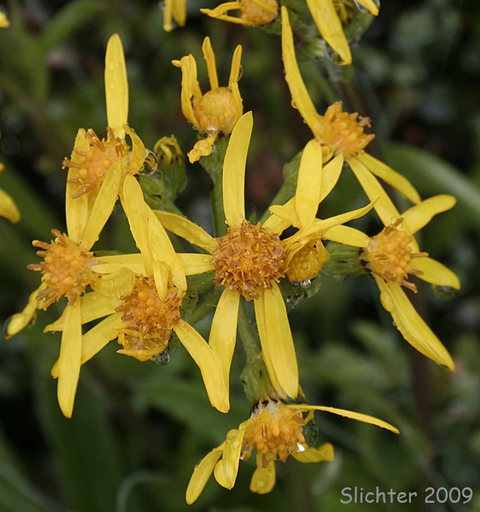 Small Blacktip Ragwort, Black-tipped Groundsel: Senecio lugens (Synonym: Senecio integerrimus var. lugens)