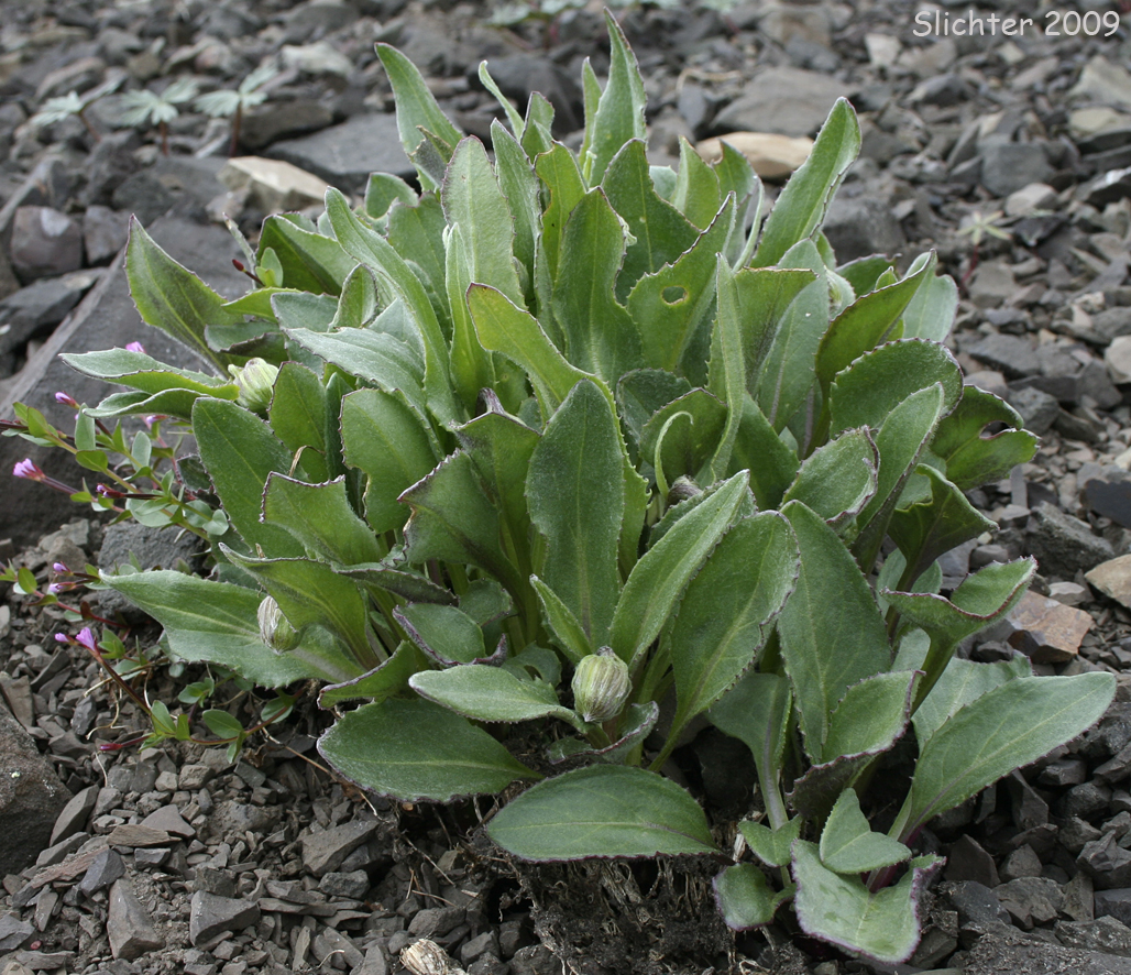 Olympic Mountain Ragwort: Senecio neowebsteri