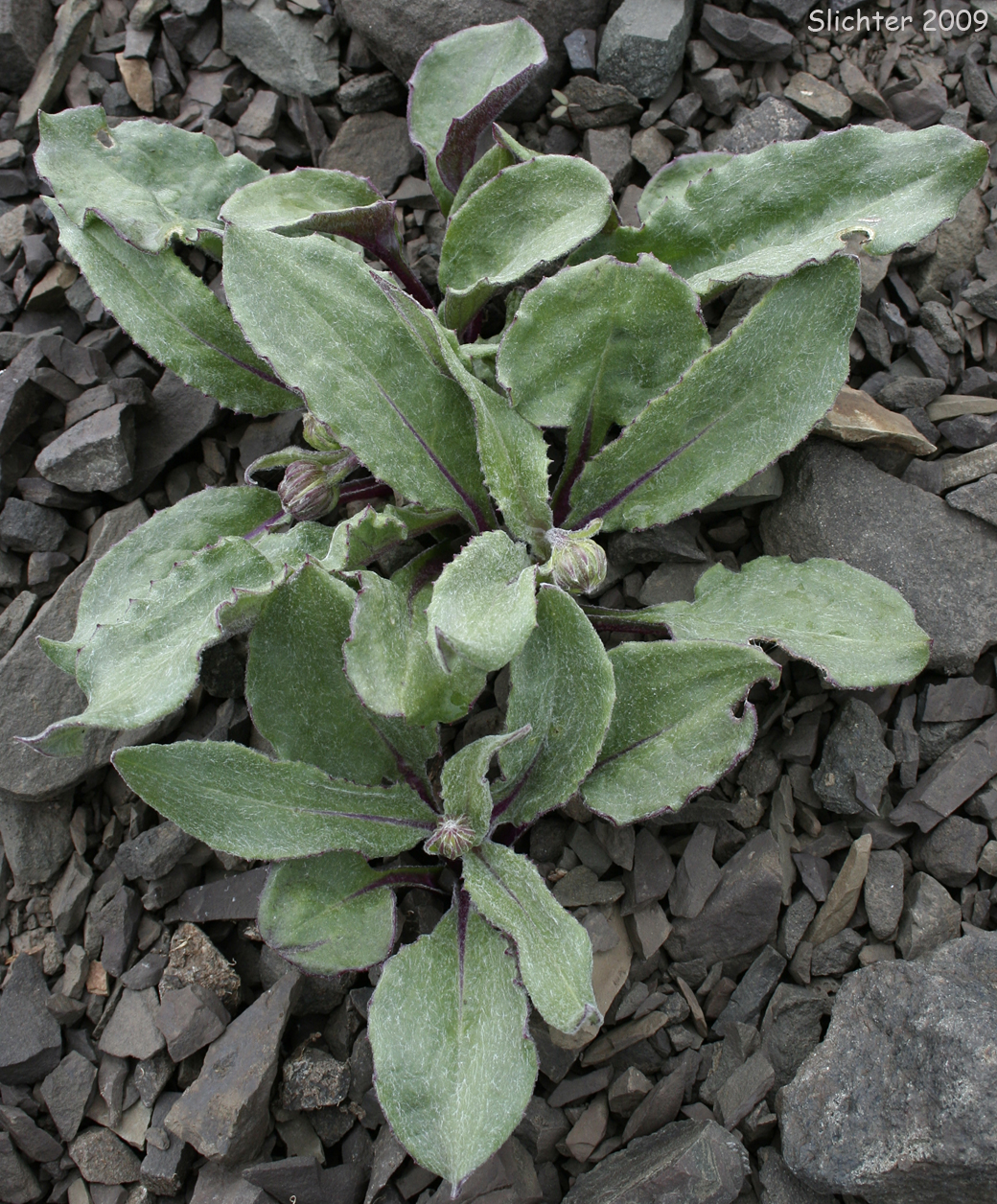 Olympic Mountain Ragwort: Senecio neowebsteri
