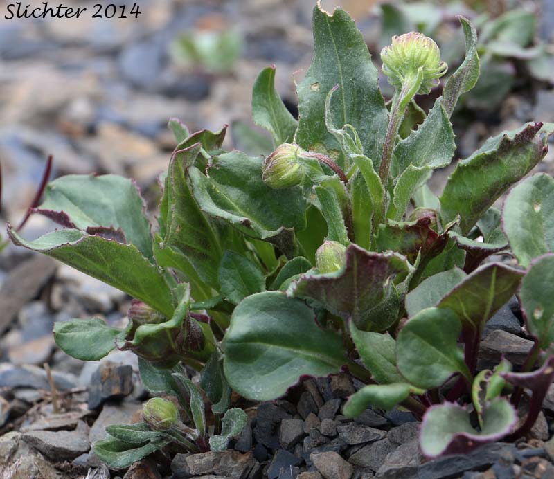 Olympic Mountain Ragwort: Senecio neowebsteri