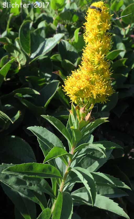 Cascade Canada Goldenrod, Narrow Goldenrod, West Coast Goldenrod: Solidago elongata (Synonyms: Solidago canadensis, Solidago canadensis ssp. elongata, Solidago canadensis var. elongata, Solidago lepida var. caurina, Solidago lepida var. elongata)