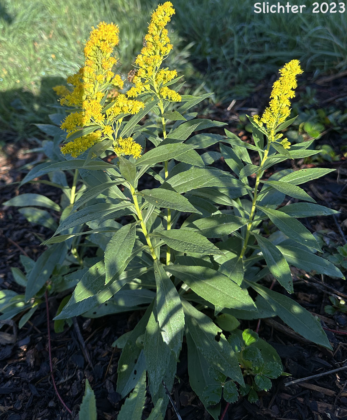 Alaskan Goldenrod, Western Canada Goldenrod: Solidago lepida var. lepida (Synonym: Solidago lepida)