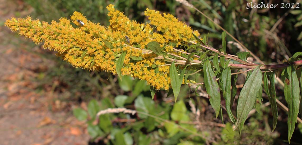 Western Canada Goldenrod, Alaskan Goldenrod: Solidago lepida var. lepida (Synonym: Solidago lepida)