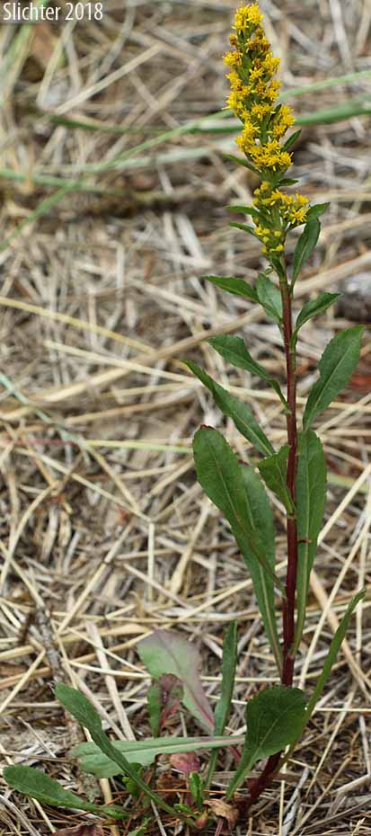 Dune Goldenrod, Coast Goldenrod: Solidago spathulata (Synonyms: Solidago spathulata ssp. spathulata, Solidago spathulata var. spathulata)