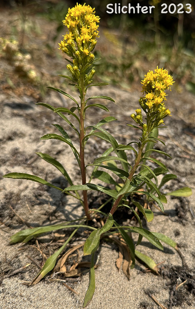 Dune Goldenrod, Coast Goldenrod: Solidago spathulata (Synonyms: Solidago spathulata ssp. spathulata, Solidago spathulata var. spathulata)