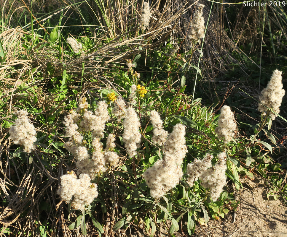 Seed heads of Dune Goldenrod, Coast Goldenrod: Solidago spathulata (Synonyms: Solidago spathulata ssp. spathulata, Solidago spathulata var. spathulata)